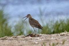 Tringa semipalmata