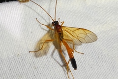 Netelia testacea