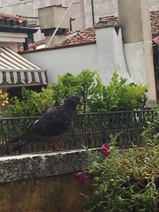 Columba livia domestica