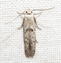 Hypatopa punctiferella