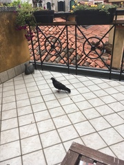 Columba livia domestica