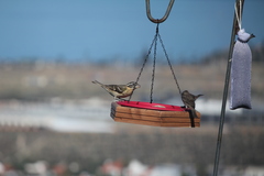 Pheucticus melanocephalus