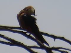 Cecropis senegalensis