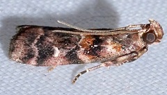 Dioryctria pygmaeella