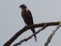 Cecropis senegalensis