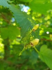 Tetraneura ulmi