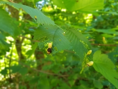 Tetraneura ulmi
