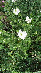 Malva moschata