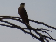 Cecropis senegalensis