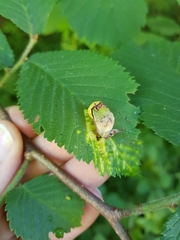 Tetraneura ulmi