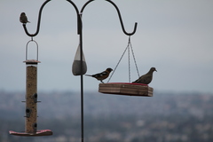 Pheucticus melanocephalus