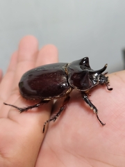 Strategus oblongus