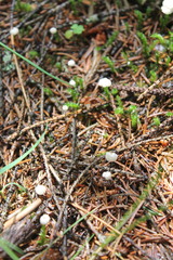 Marasmius