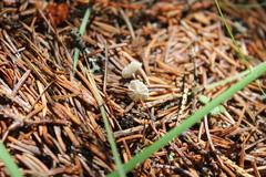 Marasmius