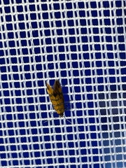 Promalactis procerella