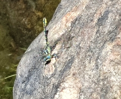 Onychogomphus uncatus