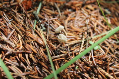 Marasmius