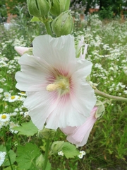 Alcea rosea