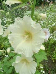 Alcea rosea