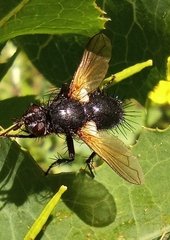 Zophomyia temula