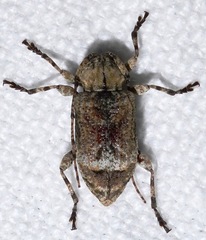 Leptostylus transversus