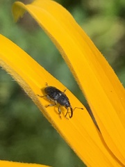 Odontocorynus umbellae