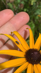 Odontocorynus umbellae