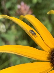 Odontocorynus umbellae