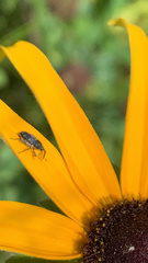 Odontocorynus umbellae