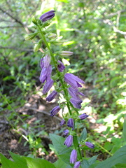 Campanula rapunculoides