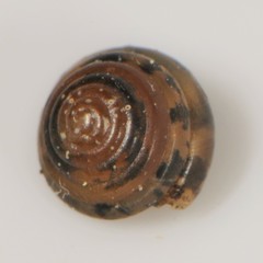 Euconulus fulvus