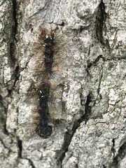 Entomophaga maimaiga
