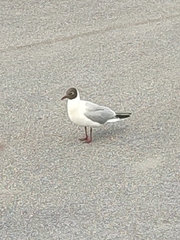 Chroicocephalus ridibundus