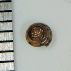 Euconulus fulvus