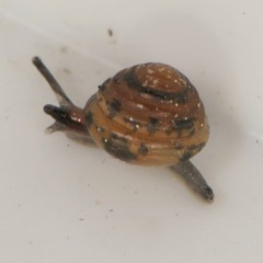 Euconulus fulvus
