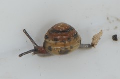 Euconulus fulvus