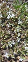 Arenaria erinacea