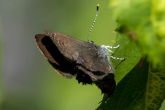 Satyrium liparops