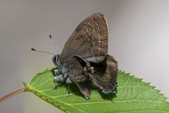 Satyrium liparops