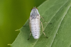 Pandivirilia albifrons