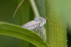 Pandivirilia albifrons