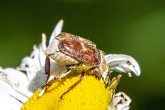 Hoplia trifasciata