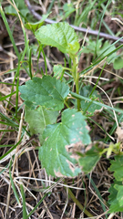 Rhynchosida physocalyx