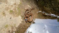 Natrix astreptophora