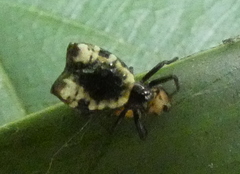 Micrathena patruelis