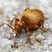 Golden Spider Beetle - Photo (c) Aleksandr_Levon, some rights reserved (CC BY-NC), uploaded by Aleksandr_Levon