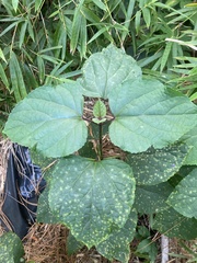 Clerodendrum bungei