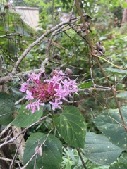 Clerodendrum bungei