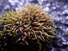 Schistidium maritimum