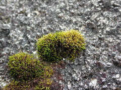 Schistidium maritimum
